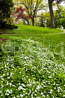 Spring flowers near creek