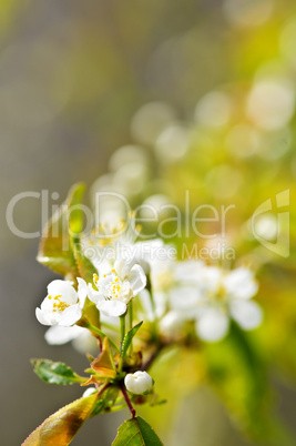 Gentle white spring flowers