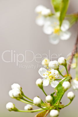 Gentle white spring flowers