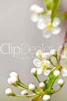 Gentle white spring flowers