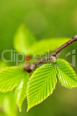 Green spring leaves