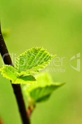 Green spring leaves