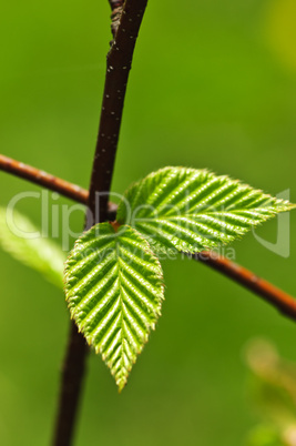 Green spring leaves