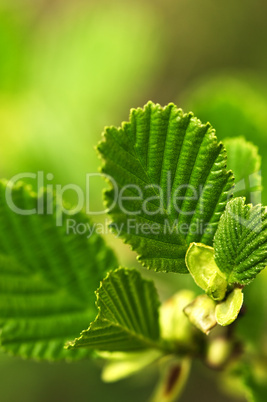 Green spring leaves