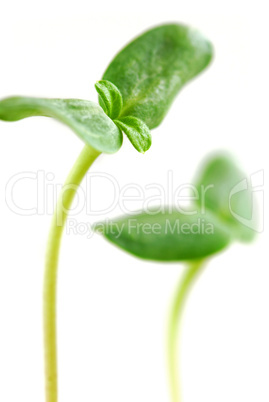 Green sprouts