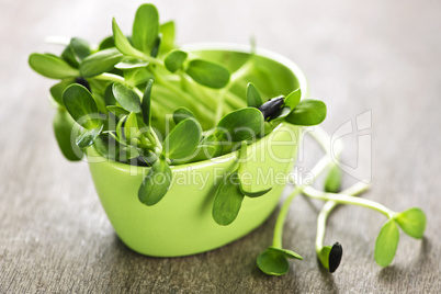 Green sunflower sprouts in a cup