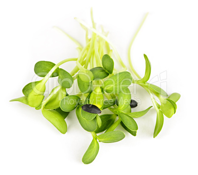 Green sunflower sprouts