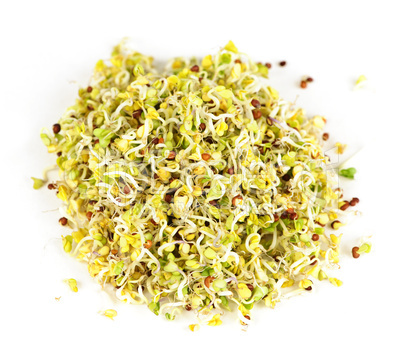 Alfalfa sprouts