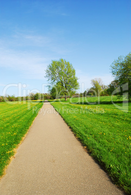 Summer landscape