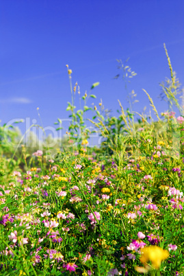 Summer meadow