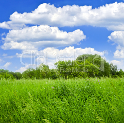 Grass and trees