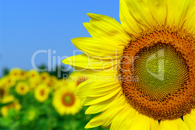 Sunflower field