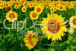 Sunflower field