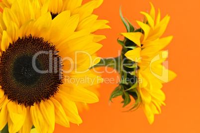 Sunflower closeup