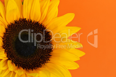 Sunflower closeup