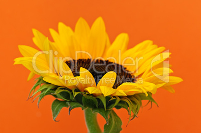 Sunflower closeup