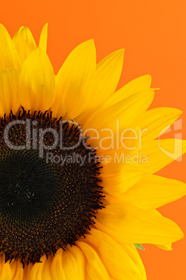 Sunflower closeup