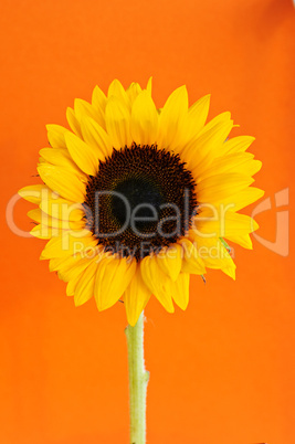 Sunflower closeup