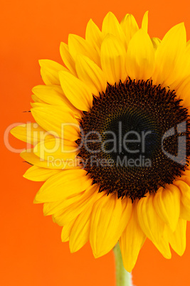 Sunflower closeup