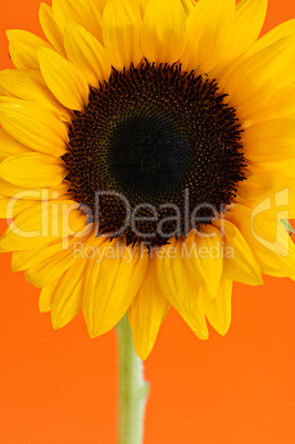 Sunflower closeup