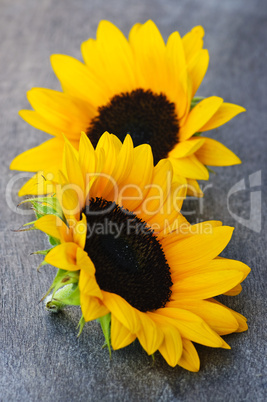 Sunflower blossoms