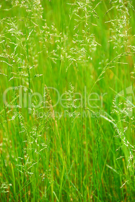 Tall grass