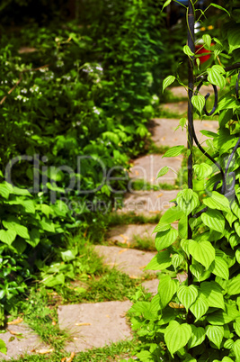 Vine on wrought iron arbor