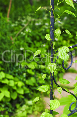 Vine on wrought iron arbor