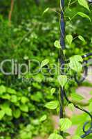 Vine on wrought iron arbor