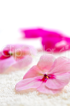 Gentle flower on luxury towel