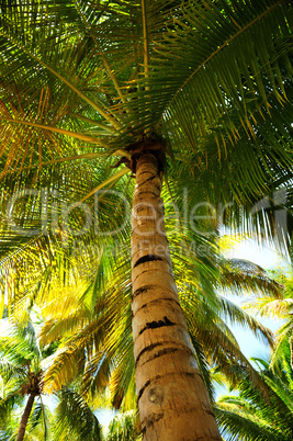 Palm tree canopies in tropical forest