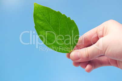 Hand holding green leaf