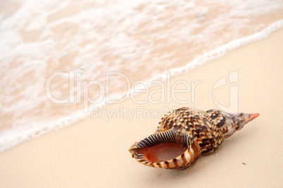 Seashell and ocean wave