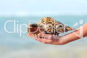 Seashell in hand