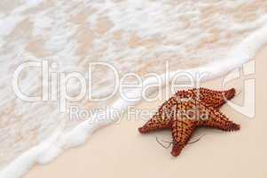 Starfish and ocean wave
