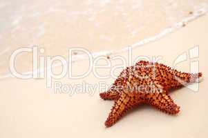 Starfish and ocean wave