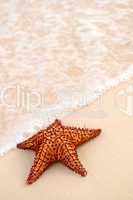 Starfish and ocean wave