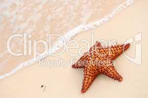 Starfish and ocean wave