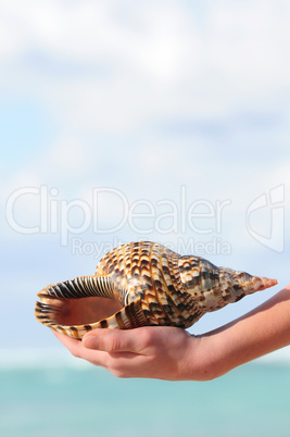 Seashell in hand