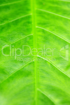 Green tropical leaf background