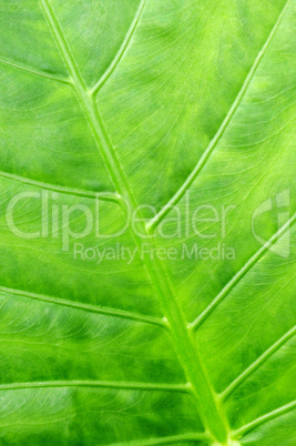 Green tropical leaf background