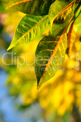 Green leaves