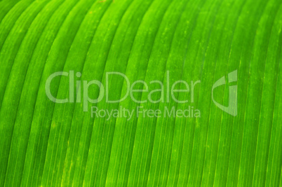 Green leaf background