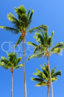 Palms on blue sky background