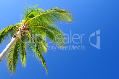 Palm on blue sky background
