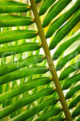 Tropical leaf