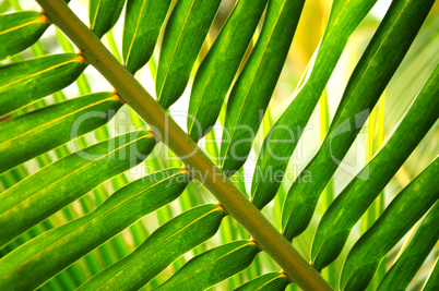 Tropical leaf