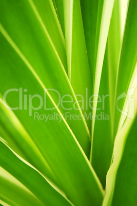 Tropical leaves