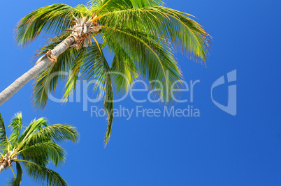 Palms on blue sky