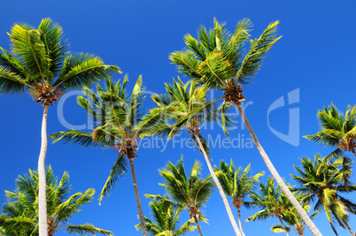 Palms on blue sky